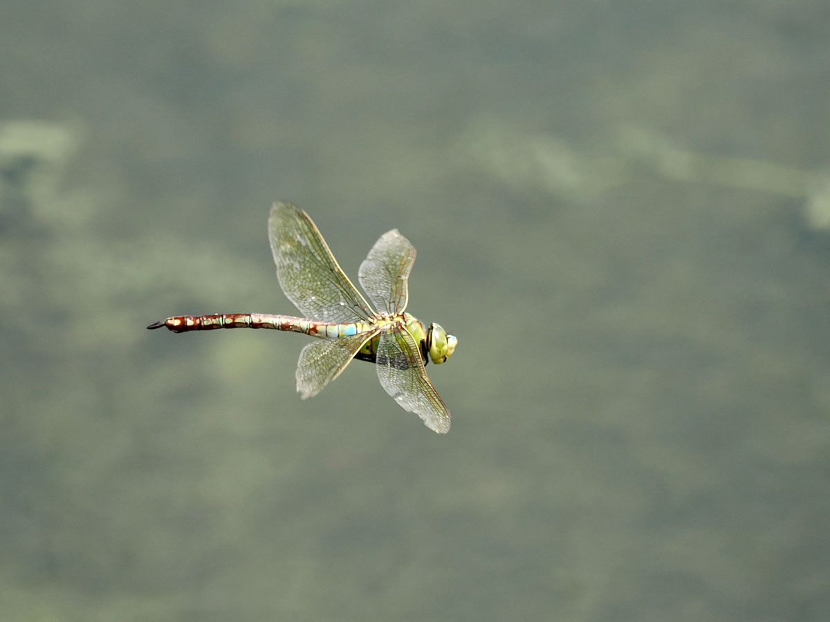 Anax_imperator